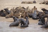 214-Seelöwenkolonie 