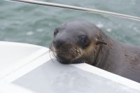 227-können diese Augen lügen