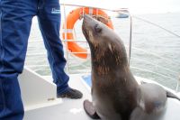 229-treuer Begleiter