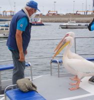 232-Pelikaneinweisung