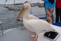 233- gefiederte Freunde