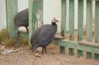 237-schön, aber laut