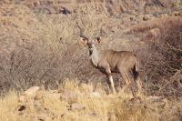281-Kudu Antilope
