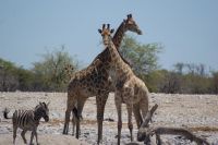285-Giraffen im Etosha Park