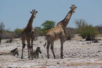 286-Giraffen im Etosha Park