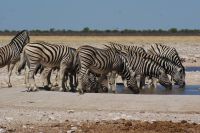 294-Zebraherde am Waserloch