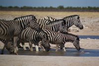 295-Zebraherde am Waserloch