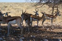 314-Springböcke im Schatten