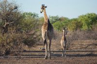 318-Giraffen Familie