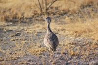 321-Etosha Nationalpark