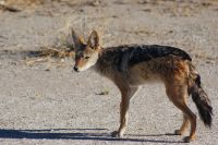 322-Schakal Etosha Nationalpark