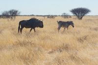 323 Gnu und Zebra-Etosha Nationalpark