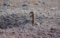 326-Erdhörnchen Etosha Nationalpark