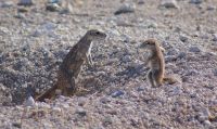 327-Erdhörnchen Familie Etosha Nationalpark