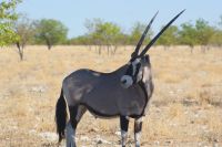 330 Oryx Antilope -Etosha Nationalpark