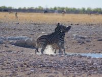 331 Zebras -Etosha Nationalpark