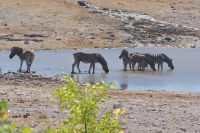 333- Zebras Etosha Nationalpark