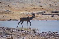 334-Kudu Bock Etosha Nationalpark