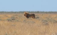 336-Löwe Etosha Nationalpark