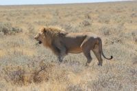 338-Löwe Etosha Nationalpark