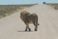 340-Löwe Etosha Nationalpark