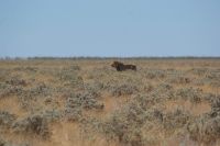 342-Löwe Etosha Nationalpark