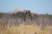 344-Elefantenherde Etosha Nationalpark