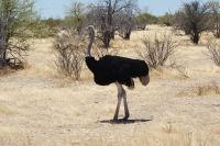 347-Etosha Nationalpark