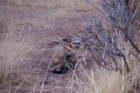 370-Löffelhund Namibia