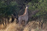 379-Giraffenjungtier Namibia