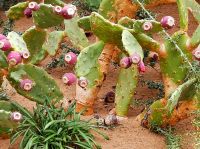 Geisterstadt Kolmanskuppe - Kaktusfeigen