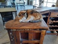 Solitaire - Hauskatze