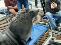 Walvis Bay - Bootstour durch die Lagune - Robbe an Bord