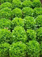 Khorixas - Damara Mopane Lodge - Gemüsegarten