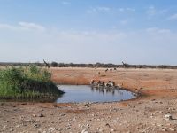 Etosha Nationalpark - Wasserloch Chudop