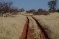 Nature Drive - Gondwana Kalahari Park
