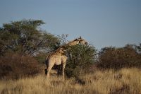 Nature Drive - Gondwana Kalahari Park - Giraffe