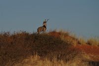 Nature Drive - Gondwana Kalahari Park - Kudu