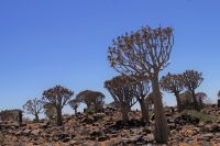 Namibia - Köcherbaumwald