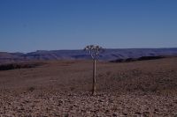 Namibia - Fish River Canyon - einsamer Köcherbaum