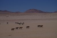 Wildpferde an der Wasserstelle Garub