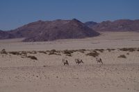 Namibia - Oryxe in der Wüste