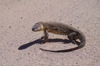 Namibia - Wüstenwaran