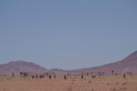 Namibia - Oryxherde am Namib Rand Reservat
