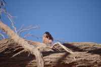 Nationalpark Sossusvlei - flauschiger Steppenfalke