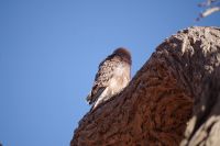 Nationalpark Sossusvlei - flauschiger Steppenfalke