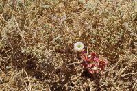 Nationalpark Sossusvlei - noch ein blühendes Pflänzchen