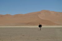 Nationalpark Sossusvlei - Strauß als Fotomotiv