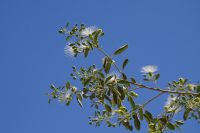 grüne Farbtupfer in der Steinwüste