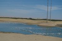 Walvis Bay - junge Flamingos im Brackwasser